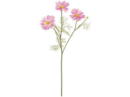  i`[RXX #51 PK LL sNCbN FM001178-051