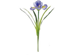   Ԃ傤 #11 BL LV u[x_[