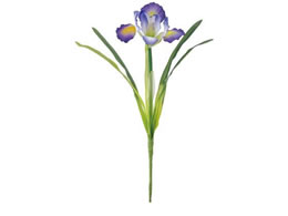   Ԃ傤 #17 DKPP _[Np[v