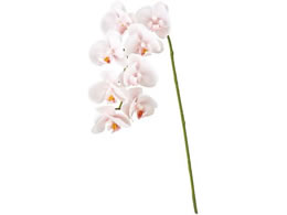   ~jkt@m #102 WH PK zCgsN