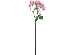 YDM  RtH[g~jK[f[Y CgsN