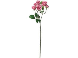 YDM  RtH[g~jK[f[Y sN