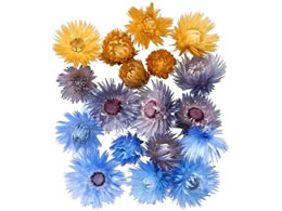  hCt[ Vo[f[W[wbhEA\[g u[~bNX