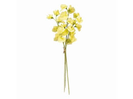   WfBXCgs[oh 3{ LEMON