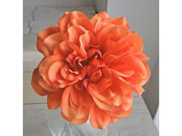   vC_AsbN ORANGE