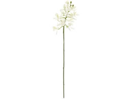   VAt@m #1 WHITE zCg