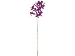   VAt@m ORCHID I[Lbh