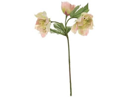 ������ ���� �t�����N���X�}�X���[�Y �O���[���s���N