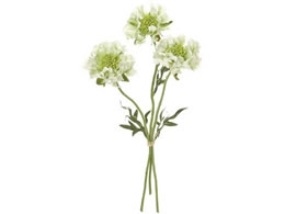 ������ ���� �t�����W�X�J�r�I�T #23 �N���[���O���[��