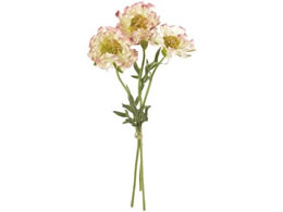 ������ ���� �t�����W�X�J�r�I�T #48 �N���[�����[�u