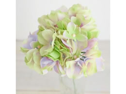   AXnChWA #111 LV GR 151