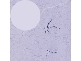 wCR[   ӂ  100 002318500