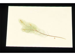 A[ebN ڎO ΂܂ N[ 100 WSS-2 