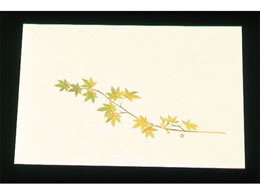 A[ebN ڎO ΂܂ N[ 100 WSS-9 O[݂