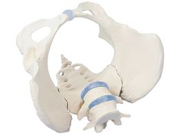 Erler-Zimmer Ճf   4058