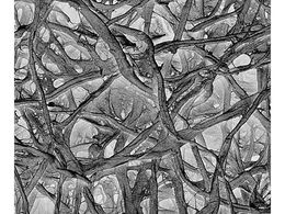 Merck Thick absorbent pad disc 34mm 100 Pk 100PK AP30034P0