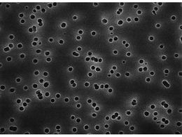 Merck Isopore disc PC philic 0.4m 90mm wh pln 30 Pk 30PK HTTP09030