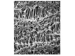 Merck Fluoropore disc PTFE phobic 1.0m 90mm wh pln 50 Pk 50PK FALP09050