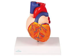 Erler-Zimmer �S��2�������f�� 7-6497-11