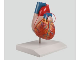 �A�Y���� �o�C�p�X�t�S��2�������f�� 80�~80�~140 8-8316-01