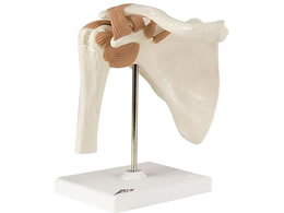 ���{�X���[�r�[�E�T�C�G���e�B�t�B�b�N ���֐߃��f��(��t)�l�̖͌^ 11-2050-00 A80(16X12X20CM)