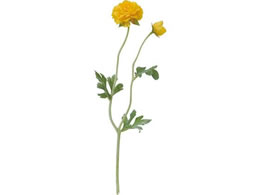 YDM tbtB[iLX CG[ FA7056-Y