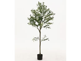 sf tFCNO[ I[u 150cm WCg 41121