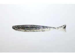 issei CA~m[3([) #22 U[o[xCg