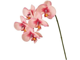   At@m I[LbhsN #102 OC PK