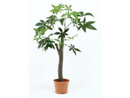 sf ϗtA pL p̖؃^Cv 52665