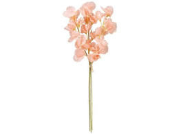   WfBXCgs[oh 3{ #6 PEACH