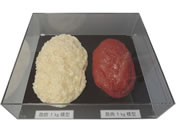 �C���C�T���v��/�ؓ��Δ�Z�b�g 1Kg/SKT-010