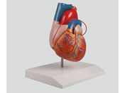 �A�Y���� �o�C�p�X�t�S��2�������f�� 80�~80�~140 8-8316-01