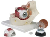 ���{�X���[�r�[�E�T�C�G���e�B�t�B�b�N ���o��(�ዅ)�Ɗ��|7�������f�� �l�̖͌^ 11-2110-00 F13(18X26X19CM)