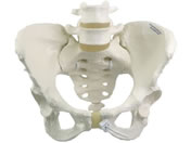 ���{�X���[�r�[�E�T�C�G���e�B�t�B�b�N/�������Ճ��f��(���^)�l�̖͌^ 25-3004-00 A61/1