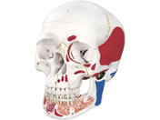 ���{�X���[�r�[�E�T�C�G���e�B�t�B�b�N/���W�E���{�J���^ 3�������f�� �l�̖͌^ 11-2030-01 A22/1 20X13.5X15.5CM