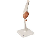 ���{�X���[�r�[�E�T�C�G���e�B�t�B�b�N �I�֐߃��f��(��t)�l�̖͌^ 11-2050-03 A83(12X12X31CM)