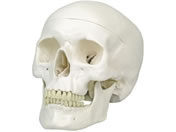 ���{�X���[�r�[�E�T�C�G���e�B�t�B�b�N �W���^���W���f�� �l�̖͌^ 11-2020-00 A20(20X13.5X15.5CM)