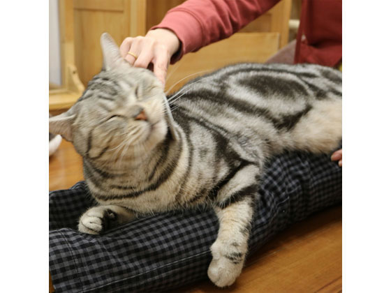 ドギーマンハヤシ なで猫(にゃん)しゃもじ 通販【フォレストウェイ】