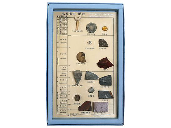 東京サイエンス 化石30種類標本 www.krzysztofbialy.com